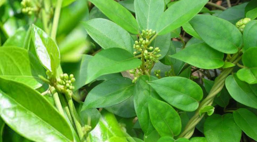 Dây thìa canh: Đặc điểm, công dụng và cách dùng 1